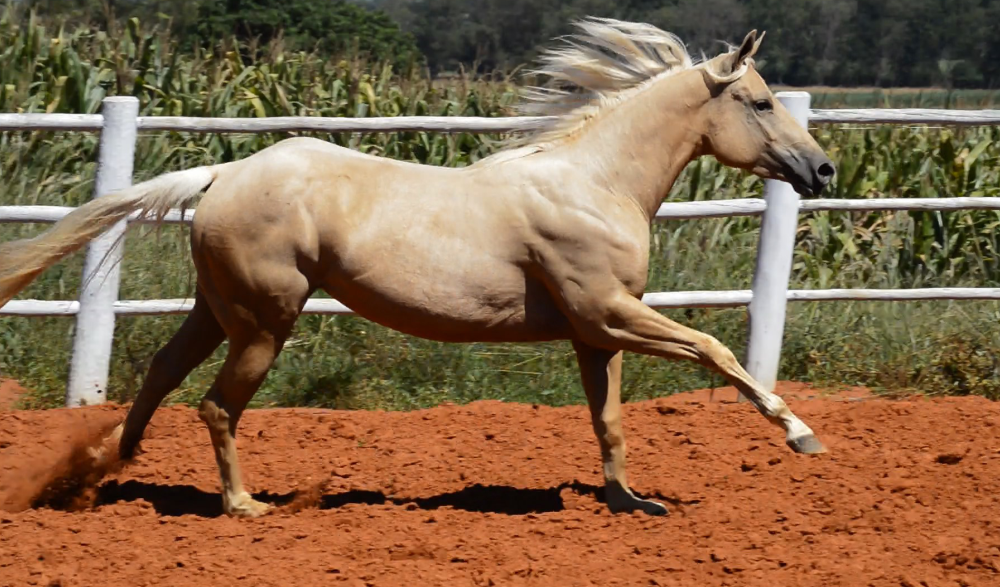 Blond Machine