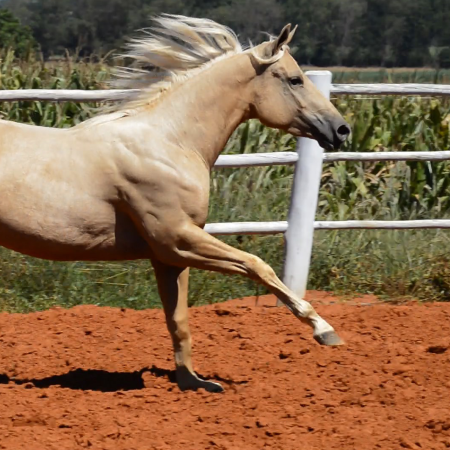 Blond Machine